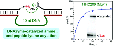 Graphical abstract: DNAzymes for amine and peptide lysine acylation