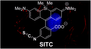Graphical abstract: Silicon-rhodamine isothiocyanate for fluorescent labelling