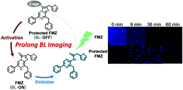 Graphical abstract: Long-term single cell bioluminescence imaging with C-3 position protected coelenterazine analogues