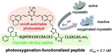 Graphical abstract: Development of functionalized peptides for efficient inhibition of myostatin by selective photooxygenation