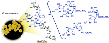 Graphical abstract: Synthesis and conformational analysis of vicinally branched trisaccharide β-d-Galf-(1 → 2)-[β-d-Galf-(1 → 3)-]-α-Galp from Cryptococcus neoformans galactoxylomannan