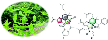 Graphical abstract: Two new seco-polycyclic polyprenylated acylphloroglucinol from Hypericum sampsonii