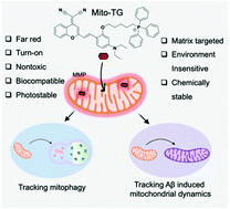 Graphical abstract: A matrix targeted fluorescent probe to monitor mitochondrial dynamics