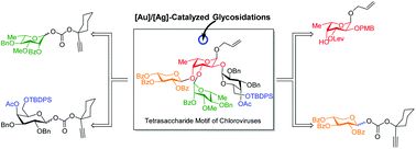 Graphical abstract: Synthesis of the hyper-branched core tetrasaccharide motif of chloroviruses