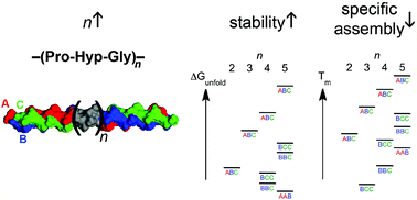 Graphical abstract: Insertion of Pro-Hyp-Gly provides 2 kcal mol−1 stability but attenuates the specific assembly of ABC heterotrimeric collagen triple helices