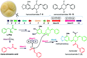 Graphical abstract: Hancockiamides: phenylpropanoid piperazines from Aspergillus hancockii are biosynthesised by a versatile dual single-module NRPS pathway