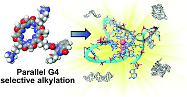 Graphical abstract: Selective alkylation of parallel G-quadruplex structure
