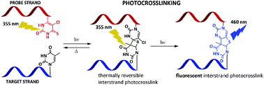 Graphical abstract: Thermally reversible and irreversible interstrand photocrosslinking of 5-chloro-2′-deoxy-4-thiouridine modified DNA oligonucleotides