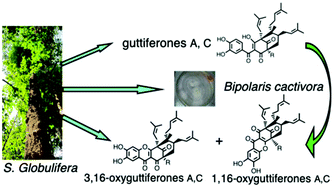 Graphical abstract: Biotransformation of guttiferones, Symphonia globulifera metabolites, by Bipolaris cactivora, an endophytic fungus isolated from its leaves
