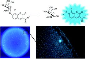 Graphical abstract: Synthesis and evaluation of sensitive coumarin-based fluorogenic substrates for discovery of α-N-acetyl galactosaminidases through droplet-based screening