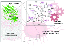 Graphical abstract: Catalytic mechanism of the colistin resistance protein MCR-1