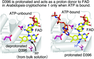 Graphical abstract: ATP binding promotes light-induced structural changes to the protein moiety of Arabidopsis cryptochrome 1