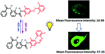 Graphical abstract: Photochromic meta-diamides for optical modulation of ligand activity and neuron function