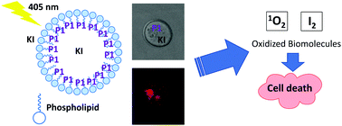 Graphical abstract: Efficient photodynamic inactivation of Candida albicans by porphyrin and potassium iodide co-encapsulation in micelles