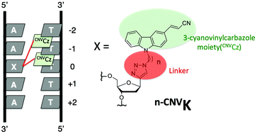 Graphical abstract: Effect of linker length on photo-cross-linking position mediated by click chemistry via [2 + 2]photocycloaddition