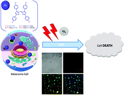 Graphical abstract: Photodynamic treatment of melanoma cells using aza-dipyrromethenes as photosensitizers