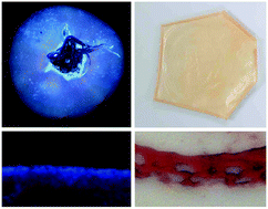 Graphical abstract: Autofluorescence changes of tomato surface tissues during overripening