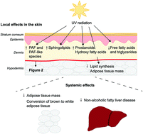 Graphical abstract: Lipids in ultraviolet radiation-induced immune modulation