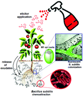 Graphical abstract: Fluorescence detection of pyrene-stained Bacillus subtilis LPM1 rhizobacteria from colonized patterns of tomato roots