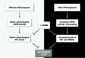 Graphical abstract: Role of constitutive nitric oxide synthases in the dynamic regulation of the autophagy response of keratinocytes upon UVB exposure