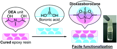 Graphical abstract: Functionalization of amine-cured epoxy resins by boronic acids based on dynamic dioxazaborocane formation
