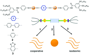 Graphical abstract: Controlling the supramolecular polymerization of dinuclear isocyanide gold(i) arylethynylene complexes through tuning the central π-conjugated moiety