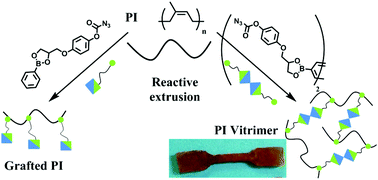 Graphical abstract: Functionalization of polyisoprene and polystyrene via reactive processing using azidoformate grafting agents, and its application to the synthesis of dioxaborolane-based polyisoprene vitrimers