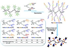 Graphical abstract: Synthesis of well-defined heteroglycopolymers via combining sequential click reactions and PPM: the effects of linker and heterogeneity on Con A binding