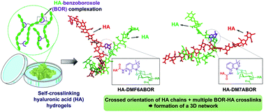 Graphical abstract: Self-crosslinking smart hydrogels through direct complexation between benzoxaborole derivatives and diols from hyaluronic acid
