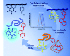 Graphical abstract: Chemiluminescent self-reporting supramolecular transformations on macromolecular scaffolds