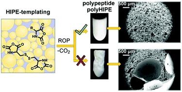 Graphical abstract: Emulsion-templated synthetic polypeptide scaffolds prepared by ring-opening polymerization of N-carboxyanhydrides