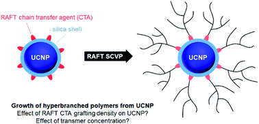 Graphical abstract: Investigating the growth of hyperbranched polymers by self-condensing vinyl RAFT copolymerization from the surface of upconversion nanoparticles