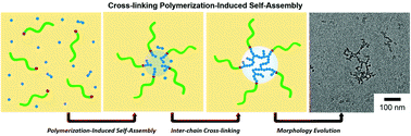Graphical abstract: Cross-linking polymerization-induced self-assembly to produce branched core cross-linked star block polymer micelles