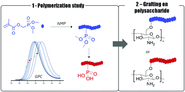 Graphical abstract: Phosphorus-containing polymers synthesised via nitroxide-mediated polymerisation and their grafting on chitosan by grafting to and grafting from approaches
