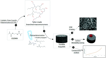 Graphical abstract: Branched macromonomers from catalytic chain transfer polymerisation (CCTP) as precursors for emulsion-templated porous polymers