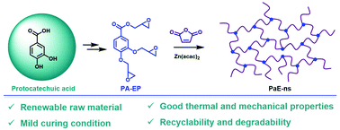 Graphical abstract: Sustainable alternative to bisphenol A epoxy resin: high-performance recyclable epoxy vitrimers derived from protocatechuic acid