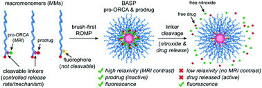 Graphical abstract: Pro-organic radical contrast agents (“pro-ORCAs”) for real-time MRI of pro-drug activation in biological systems