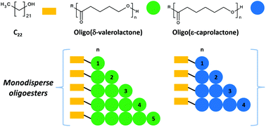 Graphical abstract: Monodisperse oligo(δ-valerolactones) and oligo(ε-caprolactones) with docosyl (C22) end-groups