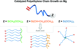 Graphical abstract: One-pot syntheses of heterotelechelic α-vinyl,ω-methoxysilane polyethylenes and condensation into comb-like and star-like polymers with high chain end functionality