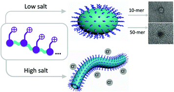 Graphical abstract: Cationic amphiphilic alternating copolymers with tunable morphology