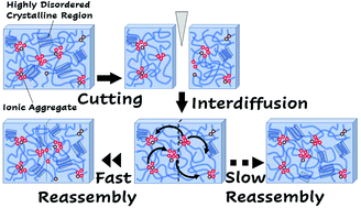 Graphical abstract: Autonomous self-healing polyisoprene elastomers with high modulus and good toughness based on the synergy of dynamic ionic crosslinks and highly disordered crystals