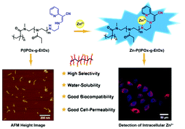 Graphical abstract: A fluorescent sensor for intracellular Zn2+ based on cylindrical molecular brushes of poly(2-oxazoline) through ion-induced emission