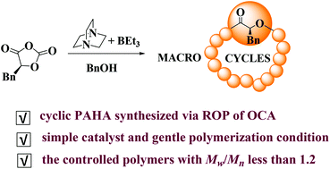 Graphical abstract: Synthesis of macrocyclic poly(α-hydroxyl acids) via DABCO-mediated ROP of O-carboxylanhydrides derived from l-phenylalanine even in the presence of an alcohol