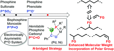 Graphical abstract: A N-bridged strategy enables hemilabile phosphine–carbonyl palladium and nickel catalysts to mediate ethylene polymerization and copolymerization with polar vinyl monomers