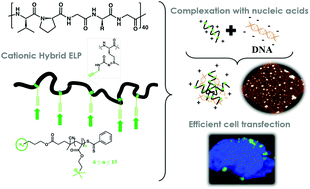 Graphical abstract: Coupling of RAFT polymerization and chemoselective post-modifications of elastin-like polypeptides for the synthesis of gene delivery hybrid vectors