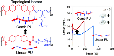 Graphical abstract: Clarification of the effects of topological isomers on the mechanical strength of comb polyurethane