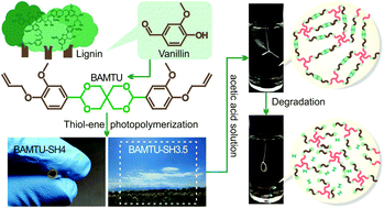 Graphical abstract: Building biobased, degradable, flexible polymer networks from vanillin via thiol–ene “click” photopolymerization