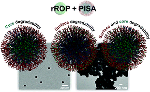 Graphical abstract: Towards nanoparticles with site-specific degradability by ring-opening copolymerization induced self-assembly in organic medium