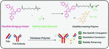 Graphical abstract: Synthesis of disulfide-bridging trehalose polymers for antibody and Fab conjugation using a bis-sulfone ATRP initiator