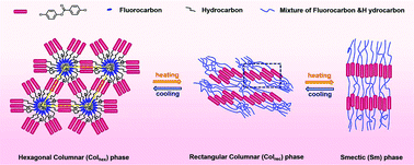Graphical abstract: Multimesophase transitions of main-chain liquid crystalline copolymers with strictly alternating fluorocarbon chains
